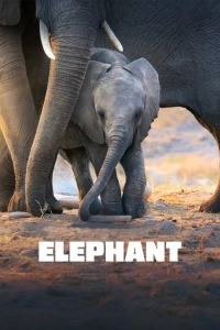 Elephant - Fil